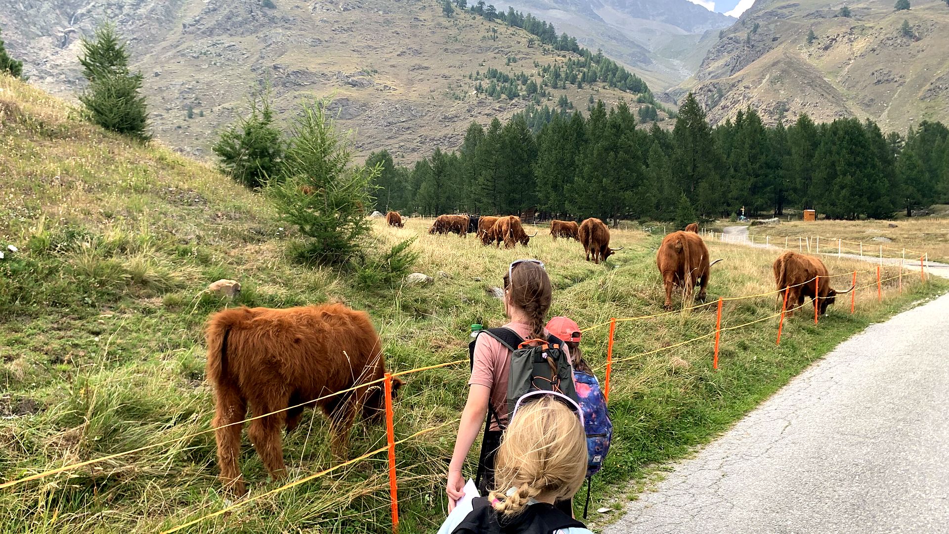 Adventure Seekers hiking past Highland cows above Saas-Fee